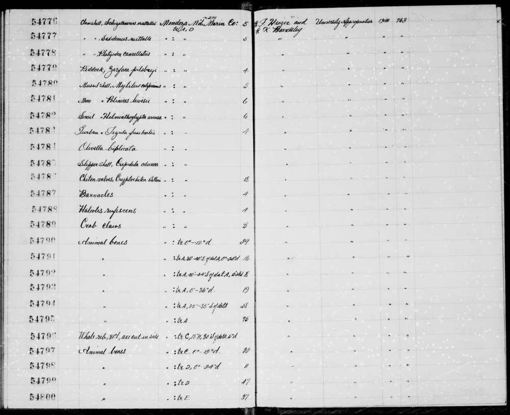 Documentation associated with Hearst Museum object titled Shell, accession number 1-54788, described as Haliotis rufescens, Haliotis carrigada.