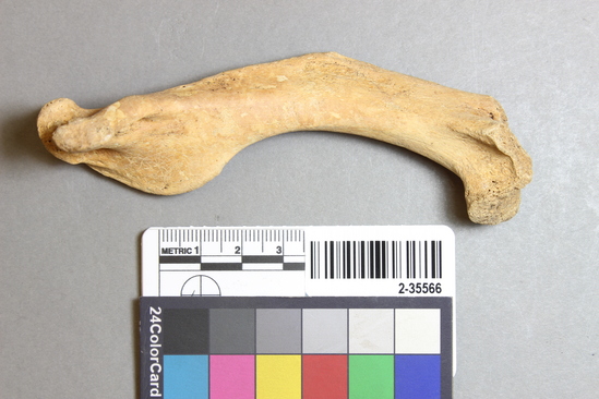 Hearst Museum object titled Mammal bone, accession number 2-35566, described as Sea Otter, right humerus.