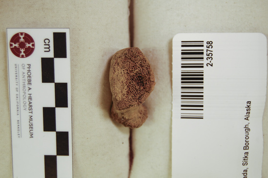 Hearst Museum object 2 of 12 titled Mammal bone, accession number 2-35758, described as Sea otter, right femur.