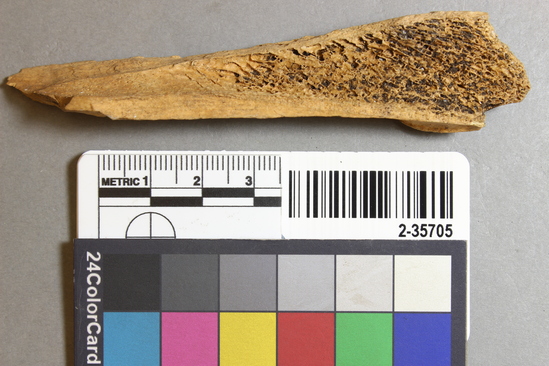 Hearst Museum object titled Mammal bone, accession number 2-35705, described as Bear, left femur fragment.