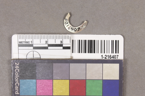 Hearst Museum object titled Fishhook fragment, accession number 1-216407, described as Curved abalone shell fish hook fragment.