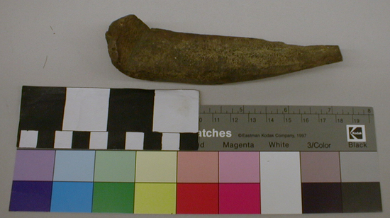 Hearst Museum object titled Spoon, accession number 1-1824, described as Elk antler, unfinished. "Very small.