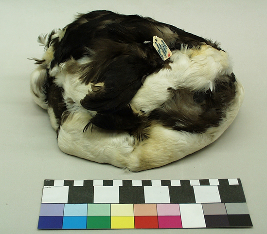 Hearst Museum object titled Cap, accession number 2-62140, described as Murre skins with feathers still attached; self lined; white and brown feathers (entire body less head and tail).