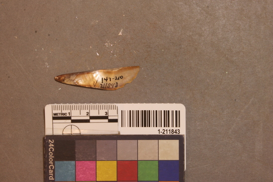 Hearst Museum object titled Shell fragment, accession number 1-211843, described as Triangular, haliotis.