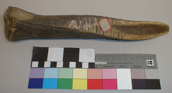 Hearst Museum object titled Wedge, accession number 1-1322, described as Elk antler, straight; polished from usage.