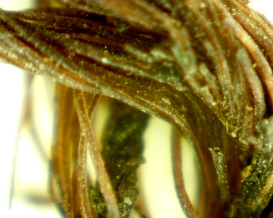 Hearst Museum object 7 of 42 titled Sling, accession number 4-4245a, no description available.