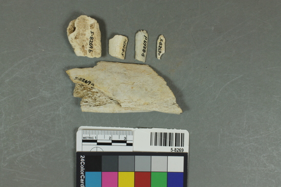 Hearst Museum object titled Faunal remains, accession number 5-8269, described as Bone fragments