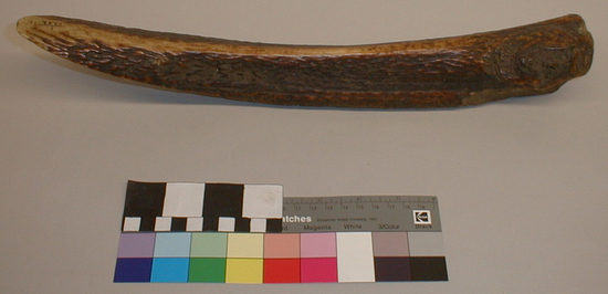 Hearst Museum object titled Wedge, accession number 1-1232, described as Elk antler, curved; polished from usage.