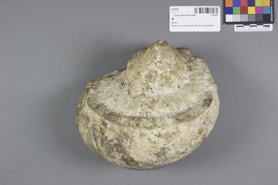 Hearst Museum object titled Shell, accession number 11-42159, described as Shell trumpet. Turbo marmoratus shell. L. 21 cm; W. 16 cm.