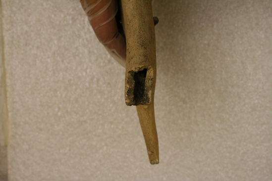 Hearst Museum object 6 of 6 titled Worked bone, accession number 1-158888, described as Antler.  Note smoothly worked prong.