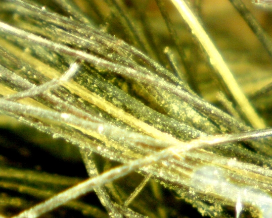 Hearst Museum object 34 of 72 titled Sling, accession number 4-5094, no description available.