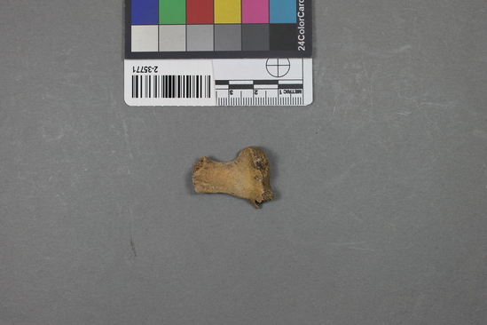 Hearst Museum object titled Mammal bone, accession number 2-35771, described as Mammal bone fragment.