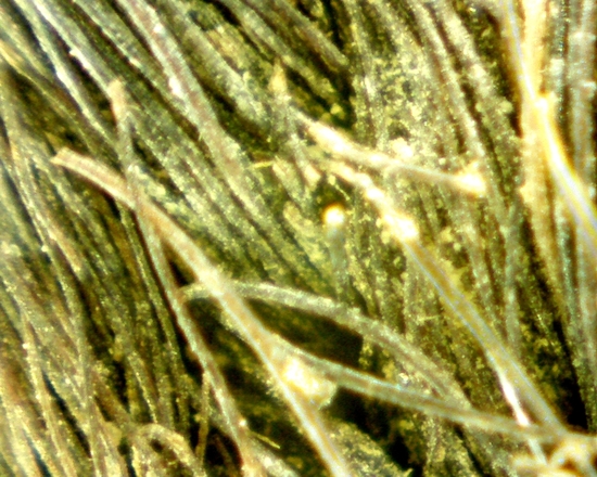 Hearst Museum object 23 of 72 titled Sling, accession number 4-5094, no description available.