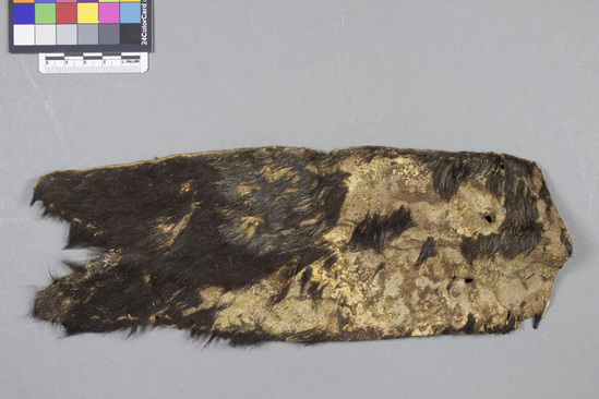 Hearst Museum object titled Sheath, accession number 5-979, described as Skin sheath, unsewed, length 27.5 cm.