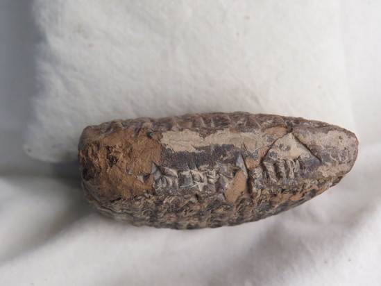 Hearst Museum object 124 of 187 titled Cuneiform tablet, accession number 9-2919, described as Mesopotamian cuneiform tablet