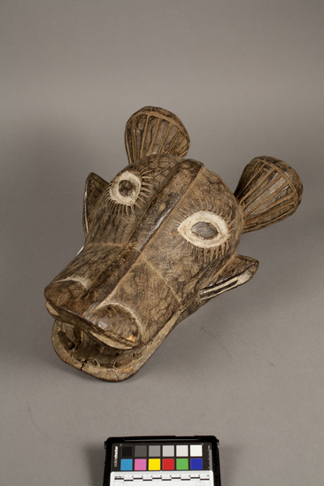 Hearst Museum object titled Wooden animal mask, accession number 5-5995, described as Wood cow mask with open mouth; deeply carved eyes with white pigmentation; incised eyelashes; two unusual knot-like horns; l. 42 cm.