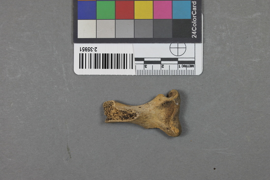 Hearst Museum object titled Mammal bone, accession number 2-35951, described as Sea otter, infant, left humerus.