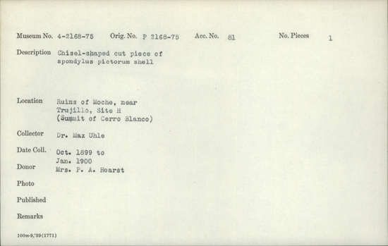 Documentation associated with Hearst Museum object titled Worked shell, accession number 4-2171, described as Chisel-shaped cut piece of Spondylus pictorum shell.