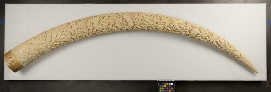 Hearst Museum object titled Carved elephant tusk, accession number 5-13211, described as Carved elephant tusk., Togo unsp. Date acc. March, 1977. 5-13211, acc no. 3294. File code: 5.7 Donor: University appropriation. Materials, techniques: Elephant tusk carved in high relief Context of use: Tourist item (fide WRB). Description: Tusk; elephant tusk with overall design of linked struggling men and scenes from daily life; a few male lions, other animals, much foliage; crudely carved in high relief; overall ;. ca. 1.79 M.; l. tip to base 63 cm.; w. base 14 cm.; circumference at base 40.5 cm.