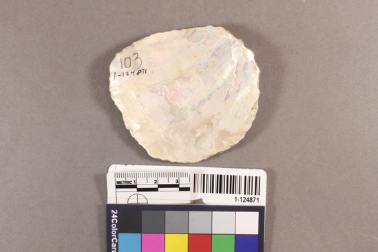 Hearst Museum object titled Shell fragment, accession number 1-124871, described as Chipped.