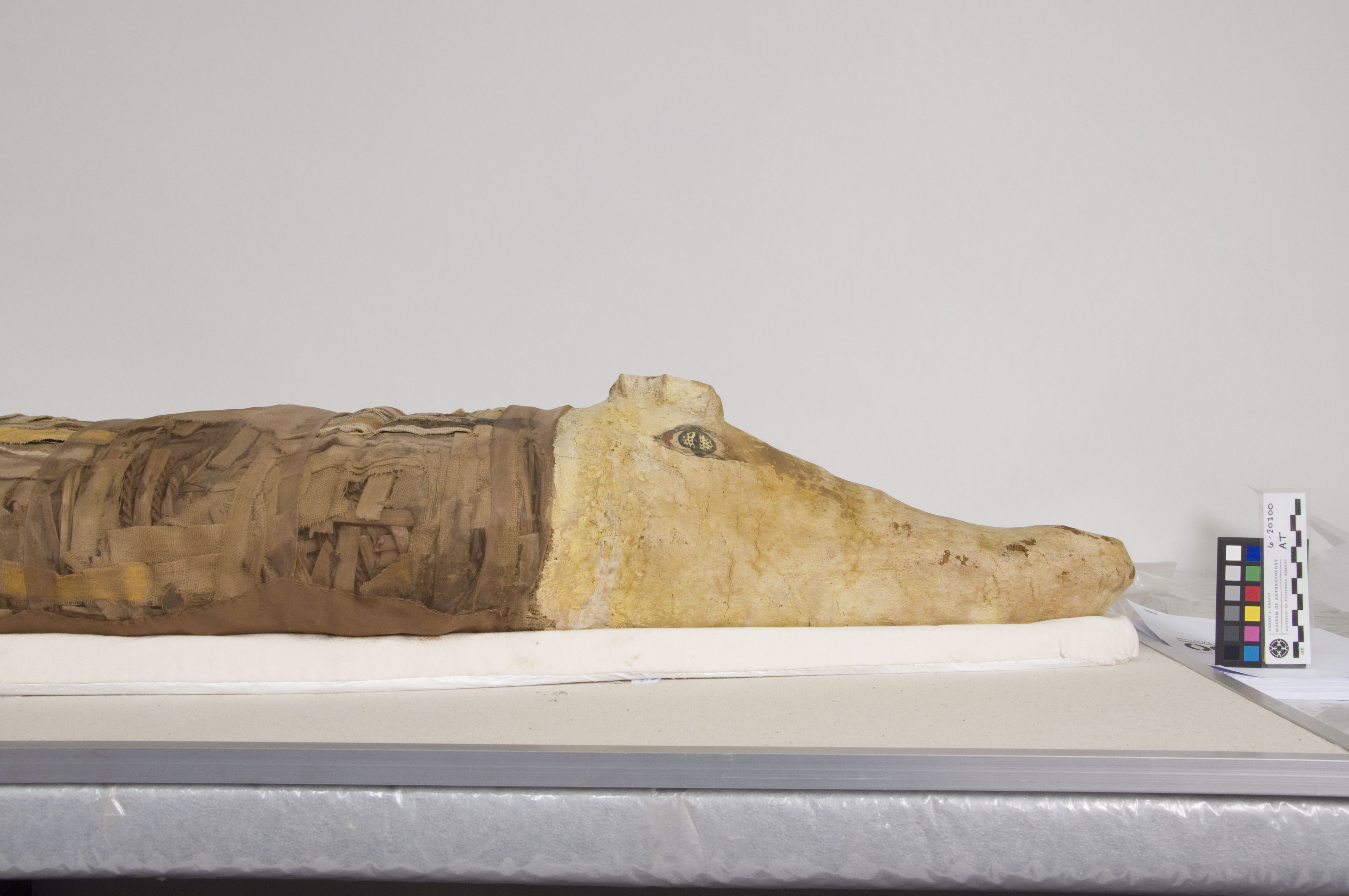 PAHMA 6-20100 Crocodile Mummy