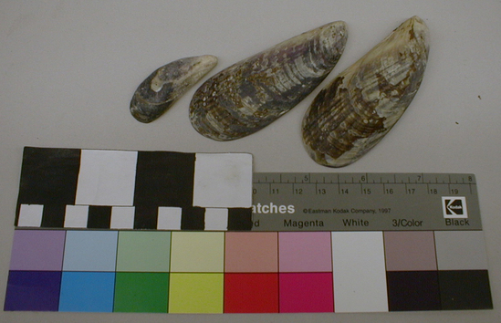 Hearst Museum object titled Shell, accession number 1-87110, described as Mytilis shells.