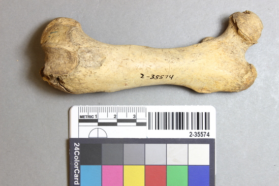 Hearst Museum object 8 of 21 titled Mammal bone, accession number 2-35574, described as Sea otter, left femur.