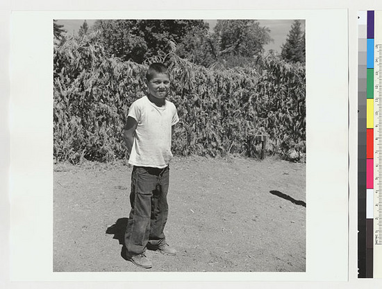 Hearst Museum object titled Black-and-white negative, accession number 15-19566, described as Boy in brush shelter