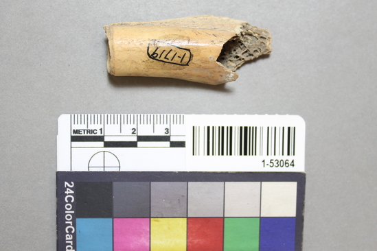 Hearst Museum object titled Worked bone, accession number 1-53064, described as Tube, bird bone