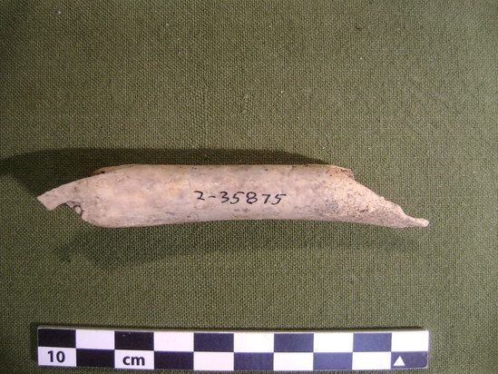 Hearst Museum object 10 of 11 titled Mammal bone, accession number 2-35875, described as Canis lupis ? Femoral diaphysis.