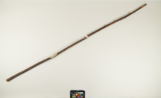 Hearst Museum object titled Stick, accession number 6-14092a,b, described as Stick, with dark reddish bark left on; length 53 inches.