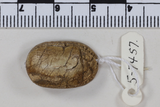 Hearst Museum object titled Scarab seal, accession number 5-7457, described as Seal: Scarab; Bone (?) w/ tan glaze on reverse; Protothorax indicated by notches; No elytra; leg hair roughly carved; Reverse-running hooked spiral design with ten hooks; Length 2.06 cm. Height 8.4 mm. Width 1.3 cm.
