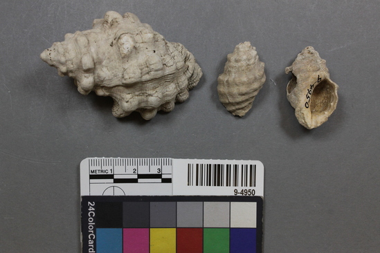 Hearst Museum object titled Shell, accession number 9-4950, described as Ceratostoma edunca