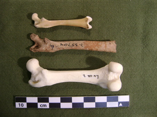 Hearst Museum object titled Mammal bone, accession number 2-35704, described as Marmota cf. monax, left femur.