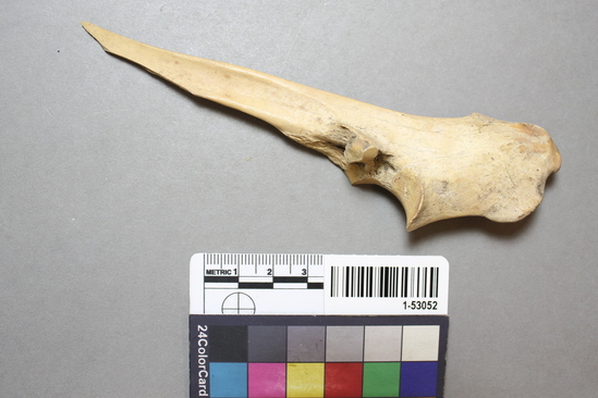 Hearst Museum object titled Awl, accession number 1-53052, described as Ulna bone