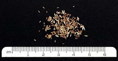 Hearst Museum object 3 of 4 titled Seeds, accession number 1-7405, described as Food sample; seeds.  Scientific name Deschampsia elongata common name slender hair grass, Poaceae. Other items found and placed in gelatin capsules: 2 seeds of Descurainia sp., tansy mustard, Brassicaceae
