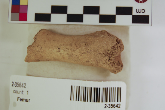 Hearst Museum object 13 of 16 titled Mammal bone, accession number 2-35642, described as Sea otter, juvenile left femur