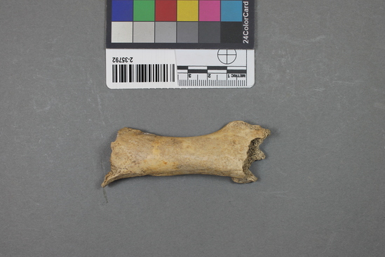 Hearst Museum object 11 of 16 titled Mammal bone, accession number 2-35792, described as Sea otter, left femur.