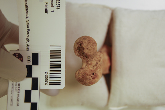 Hearst Museum object 17 of 21 titled Mammal bone, accession number 2-35574, described as Sea otter, left femur.