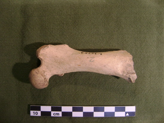 Hearst Museum object 13 of 14 titled Mammal bone, accession number 2-35753, described as Sea otter, left femur.