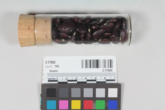 Hearst Museum object titled Beans, accession number 2-17605, described as Black and tan lima beans, Phaseolus lunatus.