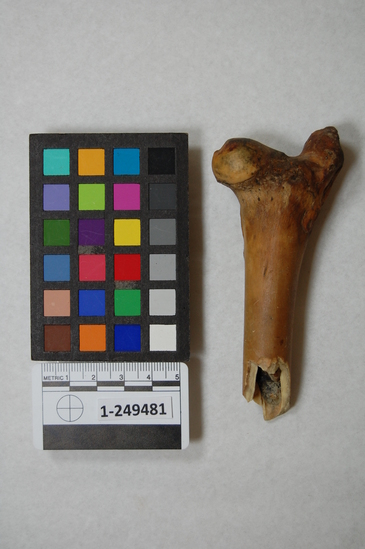 Hearst Museum object titled Faunal remains, accession number 1-249481, described as Proximal femur with cut marks