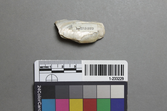 Hearst Museum object titled Shell fragment, accession number 1-233229, described as shell fragment