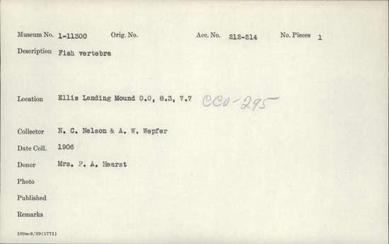Documentation associated with Hearst Museum object titled Faunal remains, accession number 1-11300, described as 1 fish vertebra, 1 shell