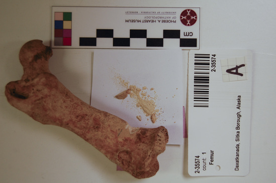 Hearst Museum object 13 of 21 titled Mammal bone, accession number 2-35574, described as Sea otter, left femur.