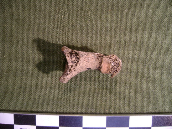 Hearst Museum object 4 of 7 titled Mammal bone, accession number 2-35873, described as Mammal phalanx.