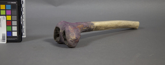 Hearst Museum object 1 of 2 titled Thighbone trumpet, accession number 9-8253, described as Thighbone trumpet;purple dyed leather stretched over one end;L.31.5 cm.