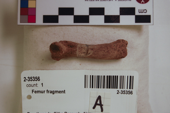 Hearst Museum object 4 of 6 titled Mammal bone, accession number 2-35356, described as Sea otter juvenile richardii femur; fragment