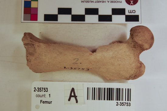 Hearst Museum object titled Mammal bone, accession number 2-35753, described as Sea otter, left femur.