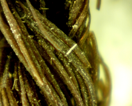 Hearst Museum object 28 of 42 titled Sling, accession number 4-4245a, no description available.